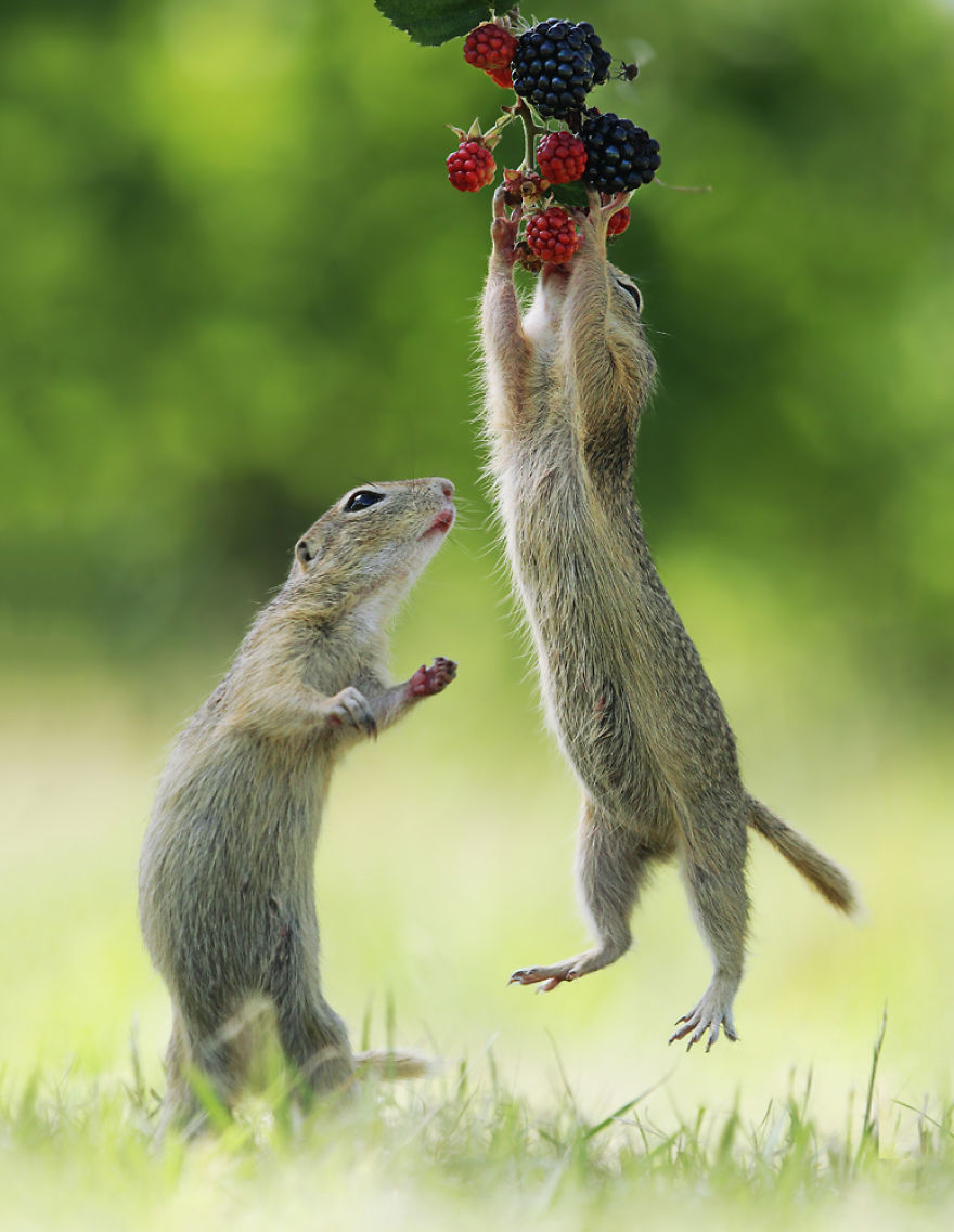 Ground Squirrels