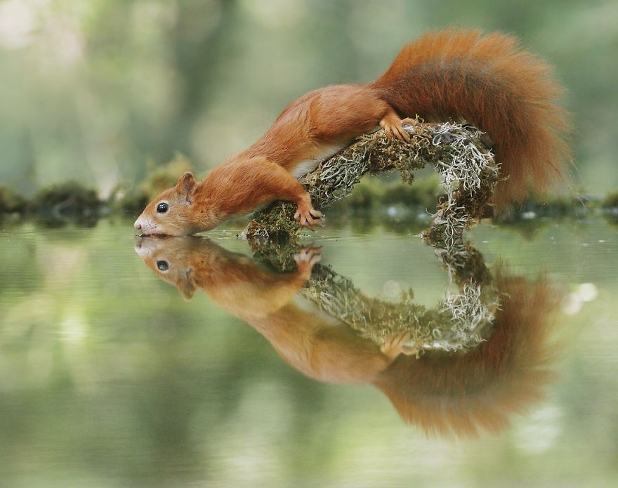 Red Squirrel