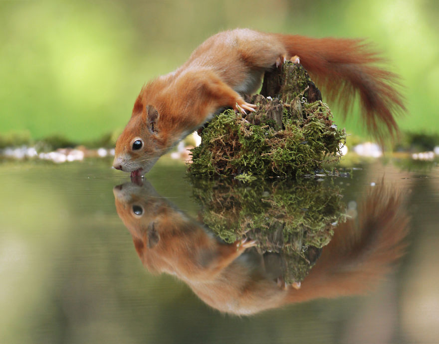 Thirsty Squirrel