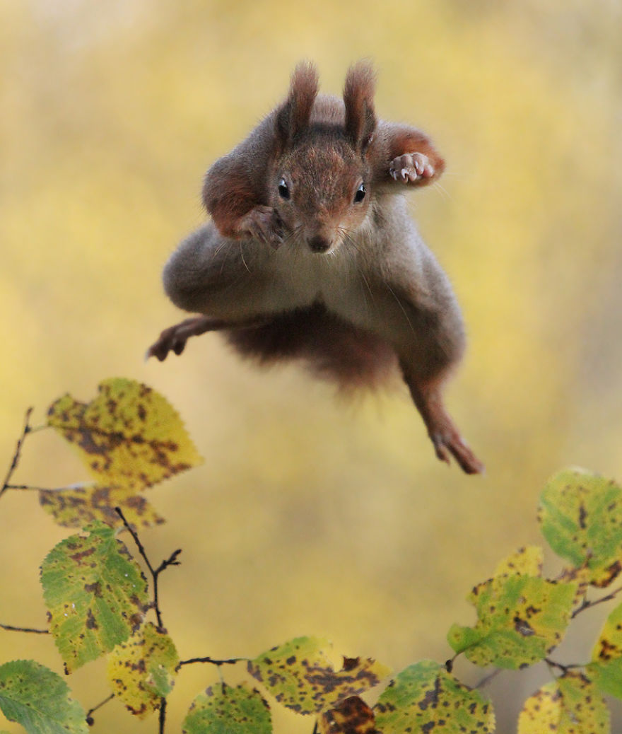 Is It A Bird? Is It A Plane? No, It’s A Squirrel!!