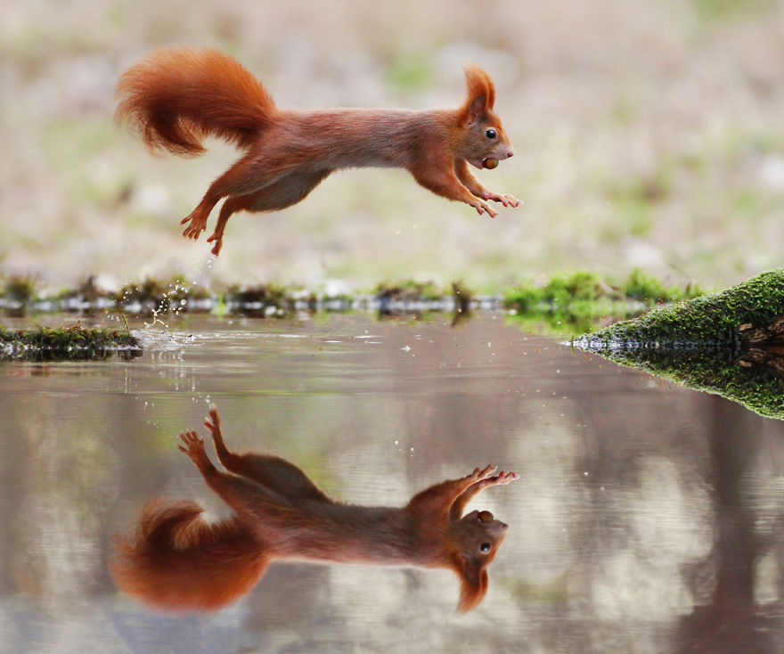Red Squirrel