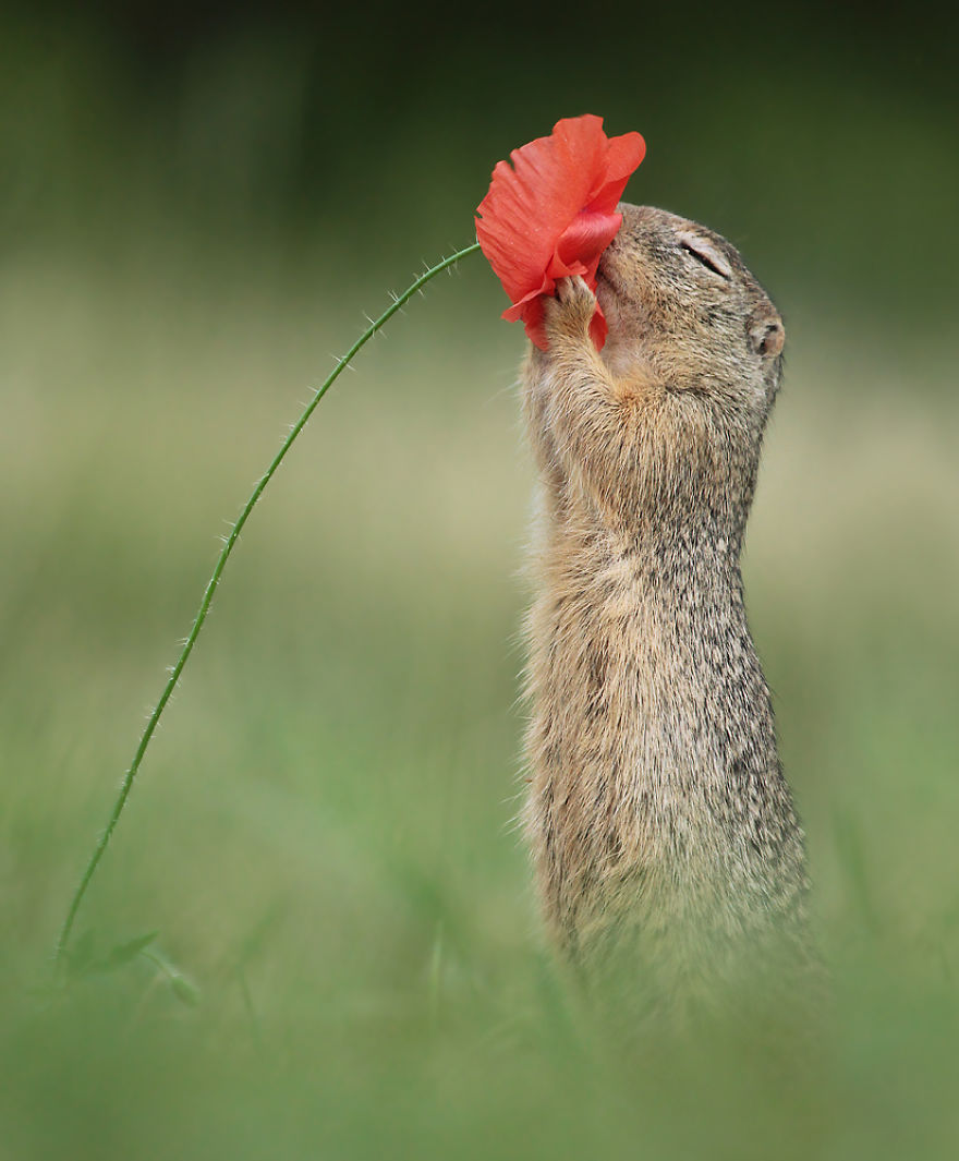 Ground Squirrel Enjoys The Summer