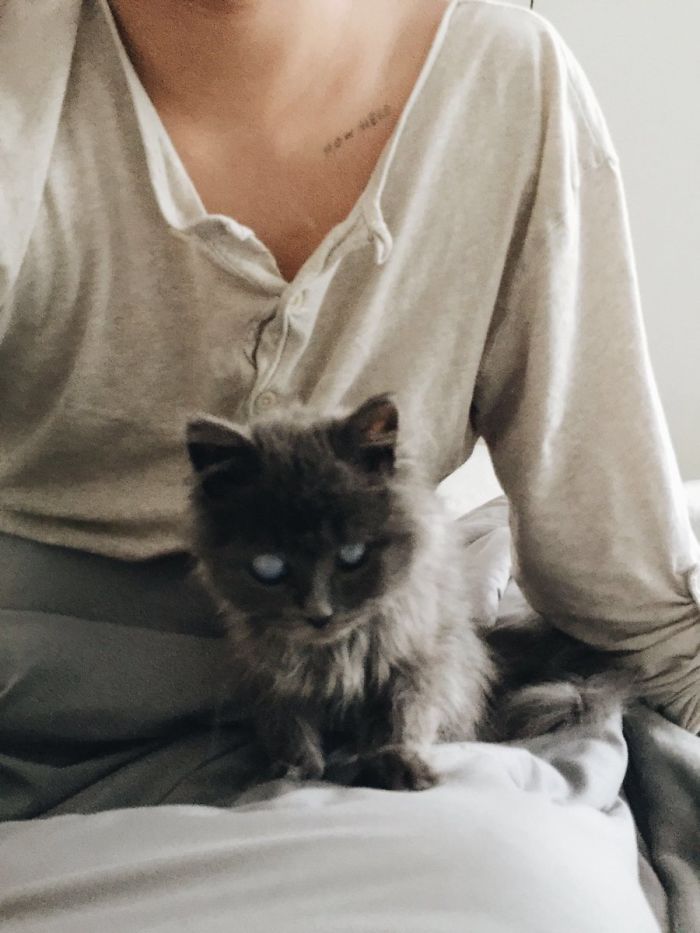 Meet Merlin, The Water-Bottle-Sized 2-Year-Old Kitty That Is Taking Over Twitter Because Of His Pure Beauty