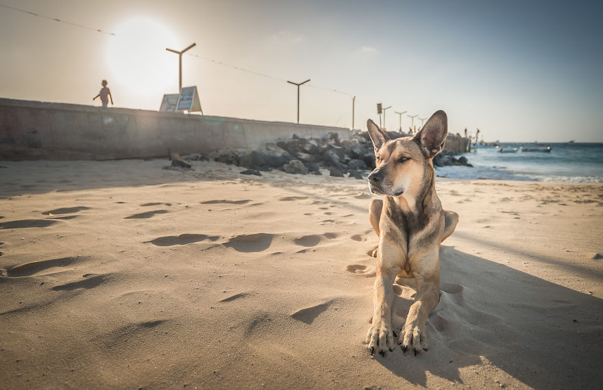 Guarding The Pier