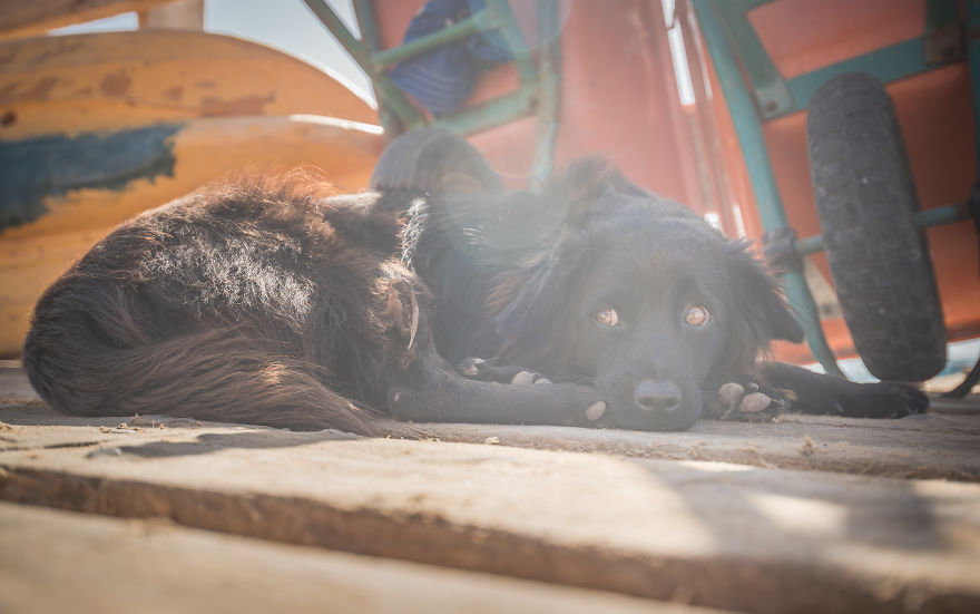 In The Shadow Of The Wheelbarrows