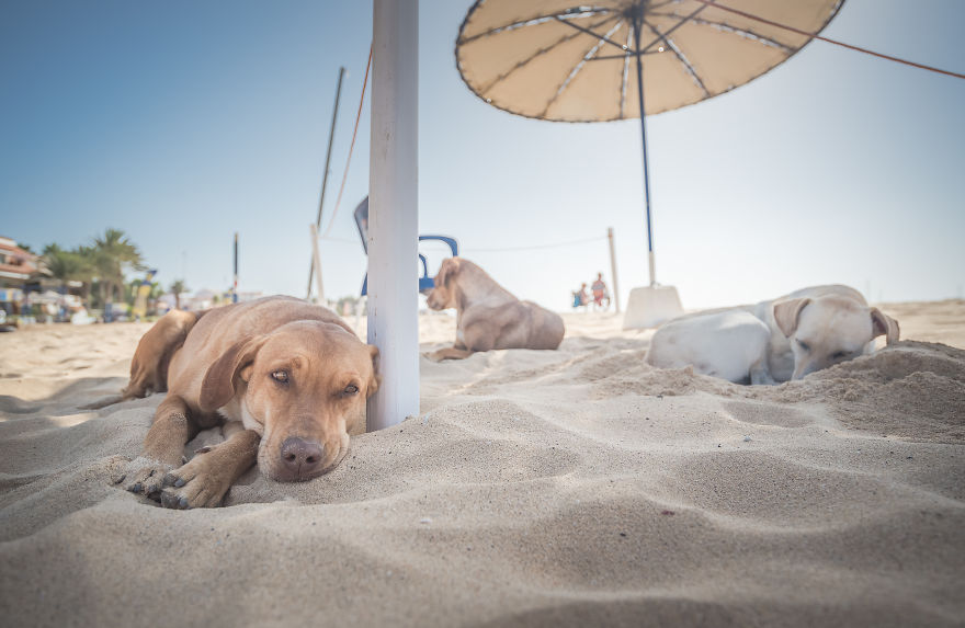 Relaxing In The Shade