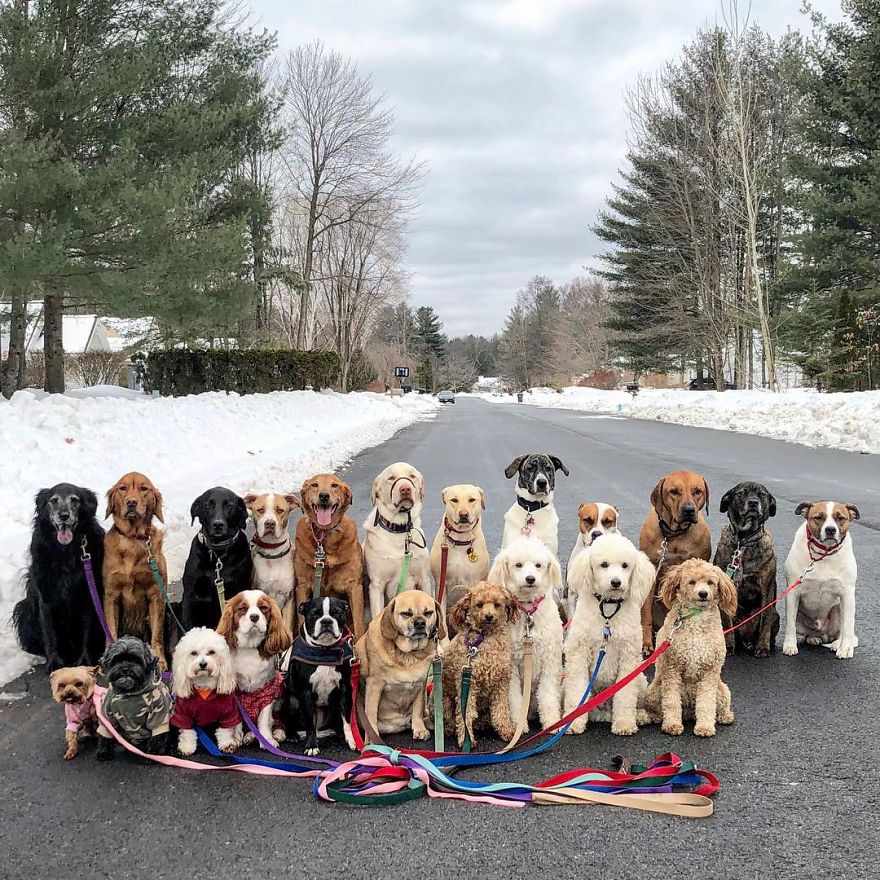 These Lovely Dogs 'Pack Walk' And Pose For Pictures Together Every Day These Lovely Dogs 'Pack Walk' And Pose For Pictures Together Every Day