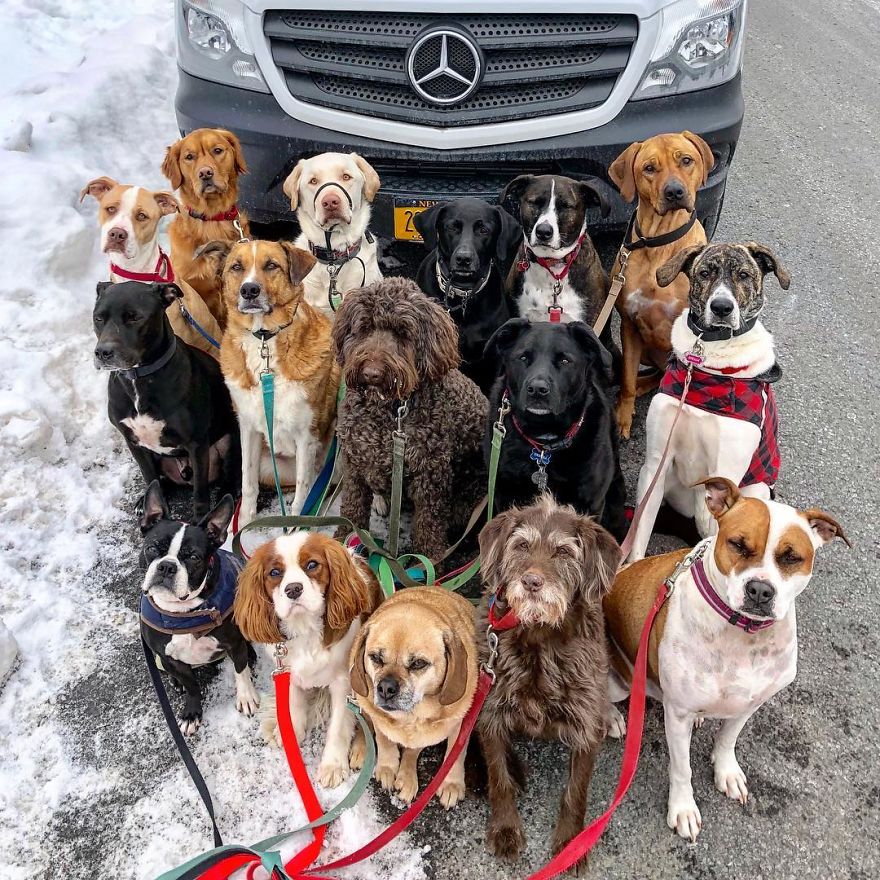 These Lovely Dogs 'Pack Walk' And Pose For Pictures Together Every Day These Lovely Dogs 'Pack Walk' And Pose For Pictures Together Every Day