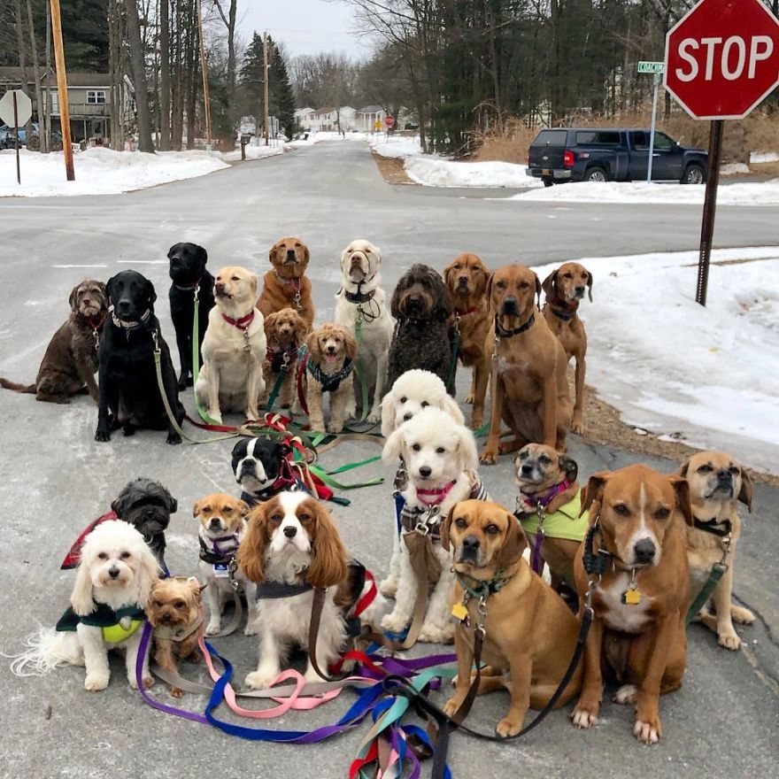 These Lovely Dogs 'Pack Walk' And Pose For Pictures Together Every Day These Lovely Dogs 'Pack Walk' And Pose For Pictures Together Every Day