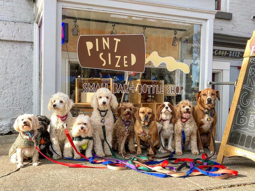 These Lovely Dogs 'Pack Walk' And Pose For Pictures Together Every Day These Lovely Dogs 'Pack Walk' And Pose For Pictures Together Every Day