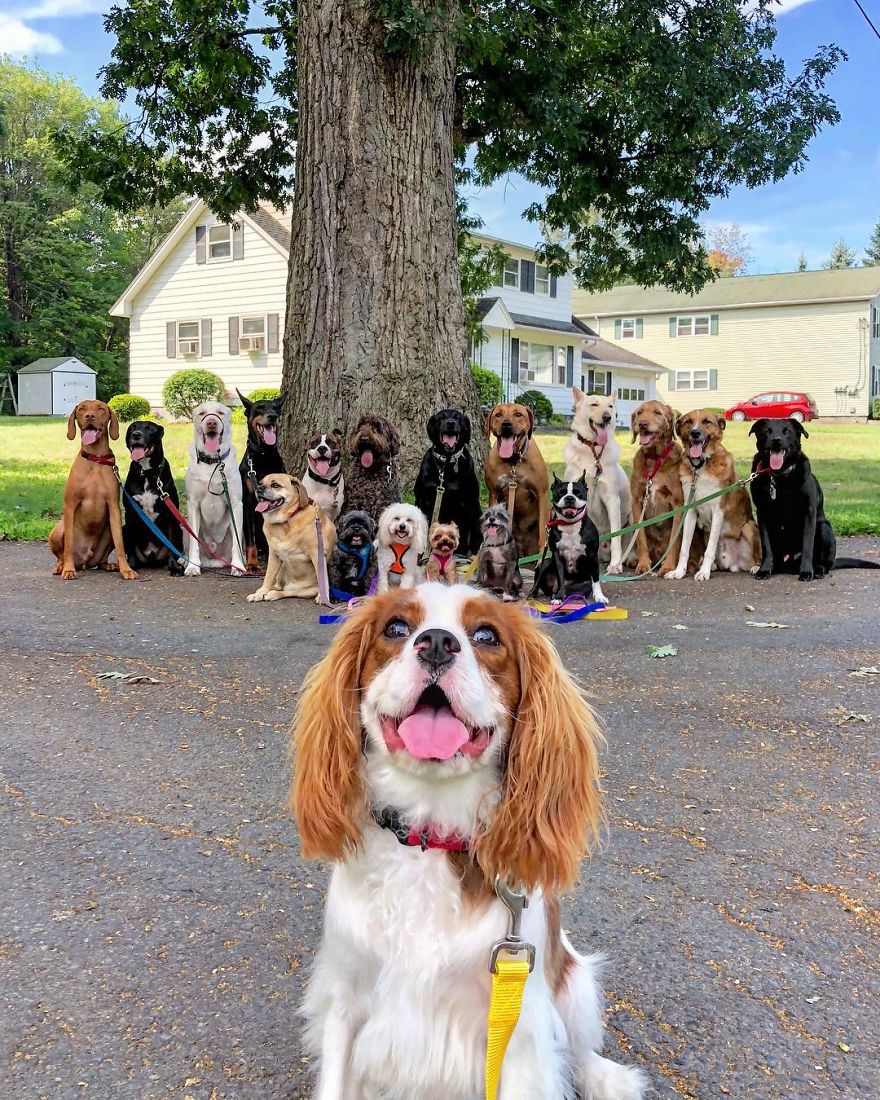 These Lovely Dogs 'Pack Walk' And Pose For Pictures Together Every Day These Lovely Dogs 'Pack Walk' And Pose For Pictures Together Every Day