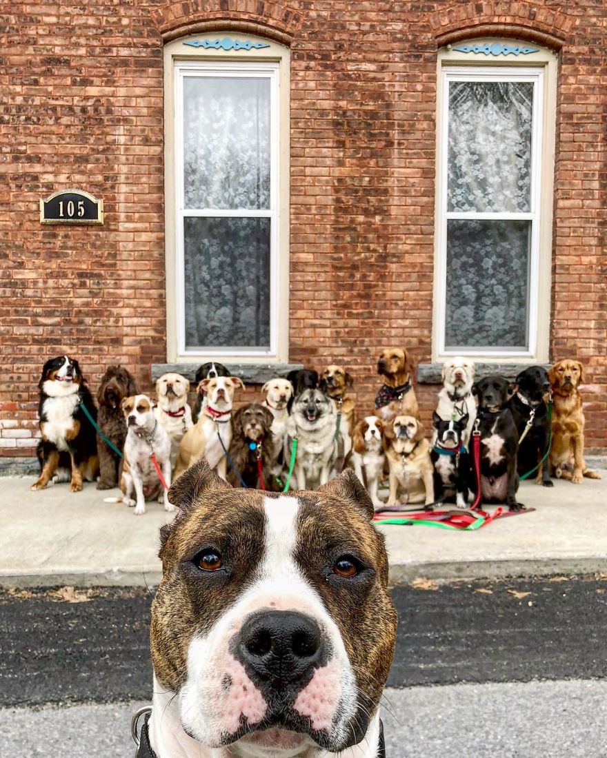 These Lovely Dogs 'Pack Walk' And Pose For Pictures Together Every Day These Lovely Dogs 'Pack Walk' And Pose For Pictures Together Every Day