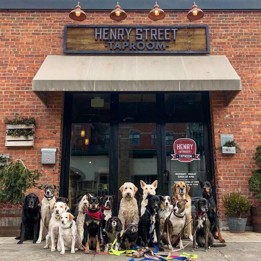 These Lovely Dogs 'Pack Walk' And Pose For Pictures Together Every Day These Lovely Dogs 'Pack Walk' And Pose For Pictures Together Every Day