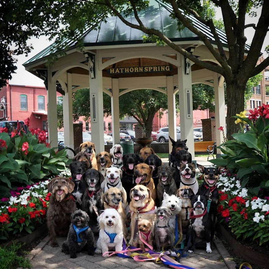 These Lovely Dogs 'Pack Walk' And Pose For Pictures Together Every Day These Lovely Dogs 'Pack Walk' And Pose For Pictures Together Every Day