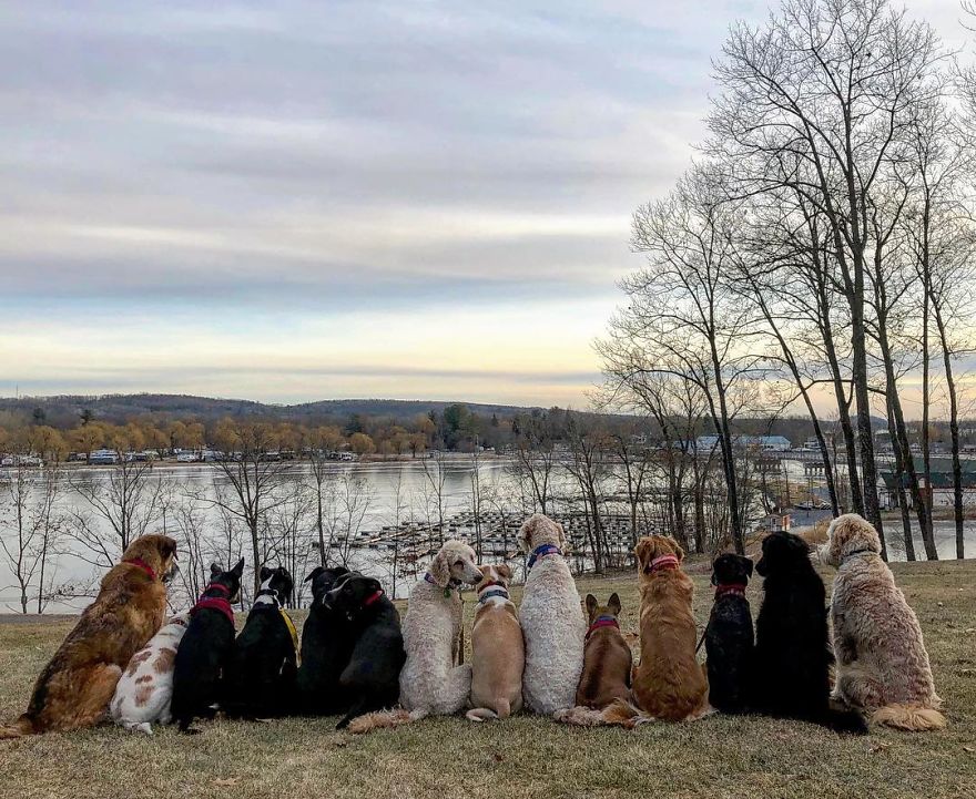 These Lovely Dogs 'Pack Walk' And Pose For Pictures Together Every Day These Lovely Dogs 'Pack Walk' And Pose For Pictures Together Every Day