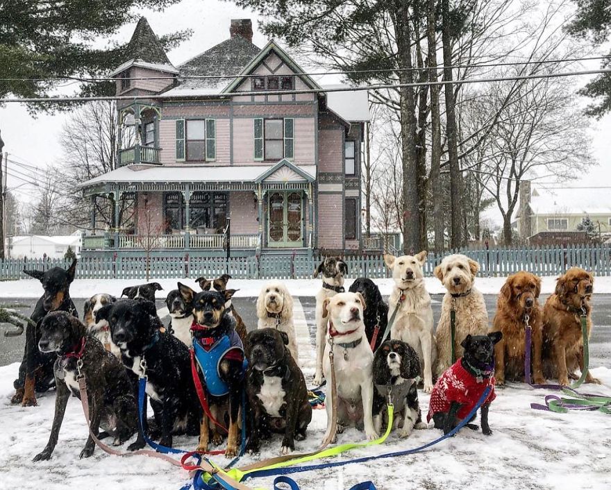 These Lovely Dogs 'Pack Walk' And Pose For Pictures Together Every Day These Lovely Dogs 'Pack Walk' And Pose For Pictures Together Every Day