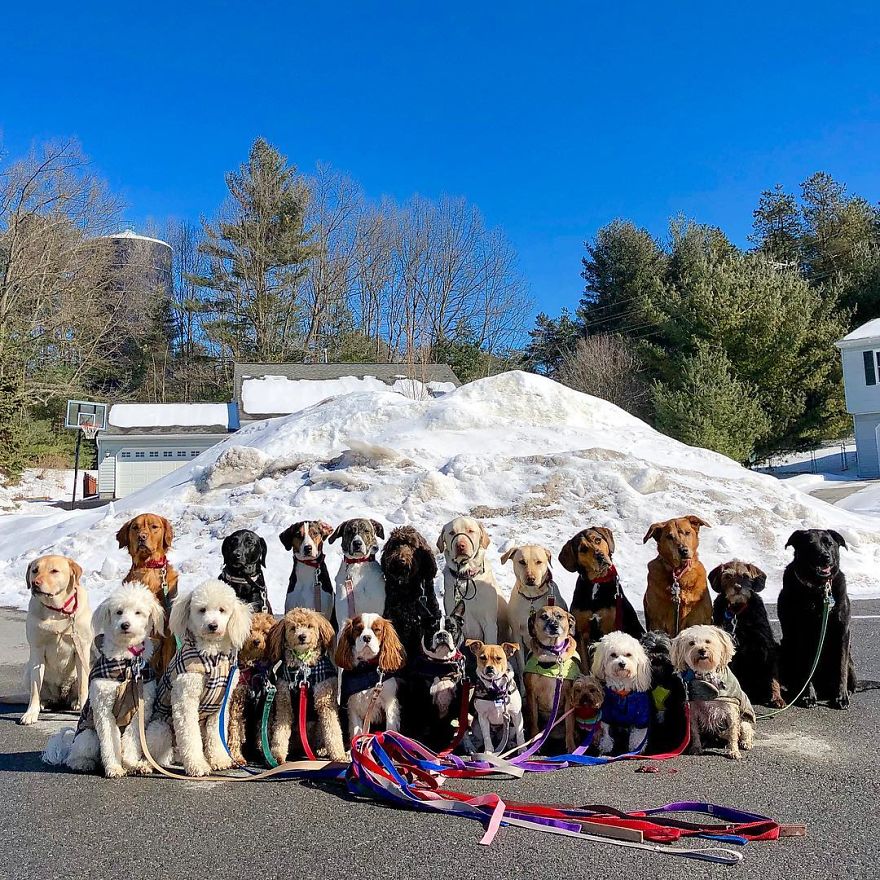 These Lovely Dogs 'Pack Walk' And Pose For Pictures Together Every Day These Lovely Dogs 'Pack Walk' And Pose For Pictures Together Every Day