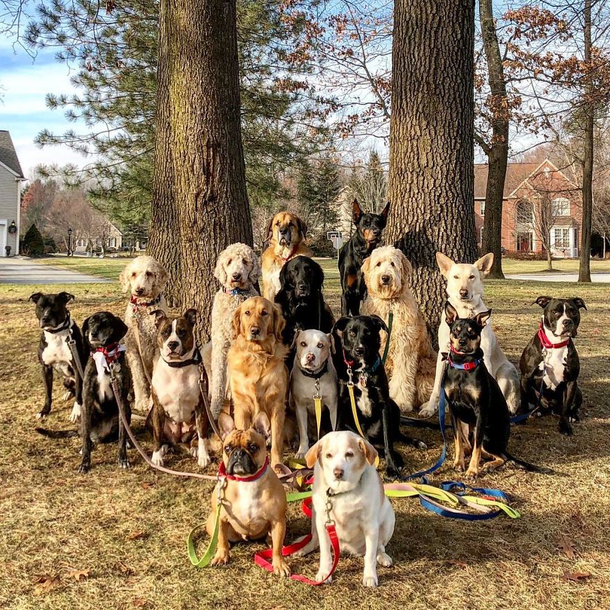 These Lovely Dogs 'Pack Walk' And Pose For Pictures Together Every Day These Lovely Dogs 'Pack Walk' And Pose For Pictures Together Every Day