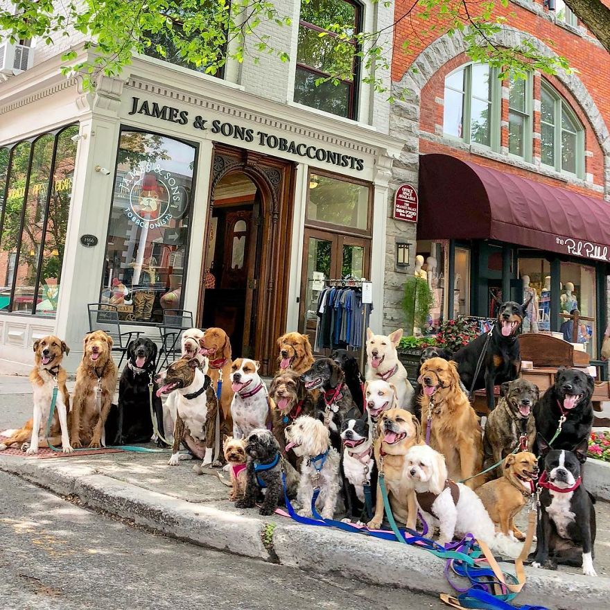 These Lovely Dogs 'Pack Walk' And Pose For Pictures Together Every Day These Lovely Dogs 'Pack Walk' And Pose For Pictures Together Every Day
