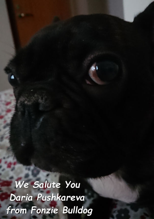 Fonzie-Bulldog-Salute-Daria-Pushkareva-5c6bd95266dfc-png.jpg