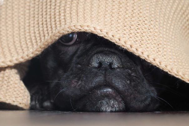 French-Bulldog-Hiding-5c744248658a9-png.jpg