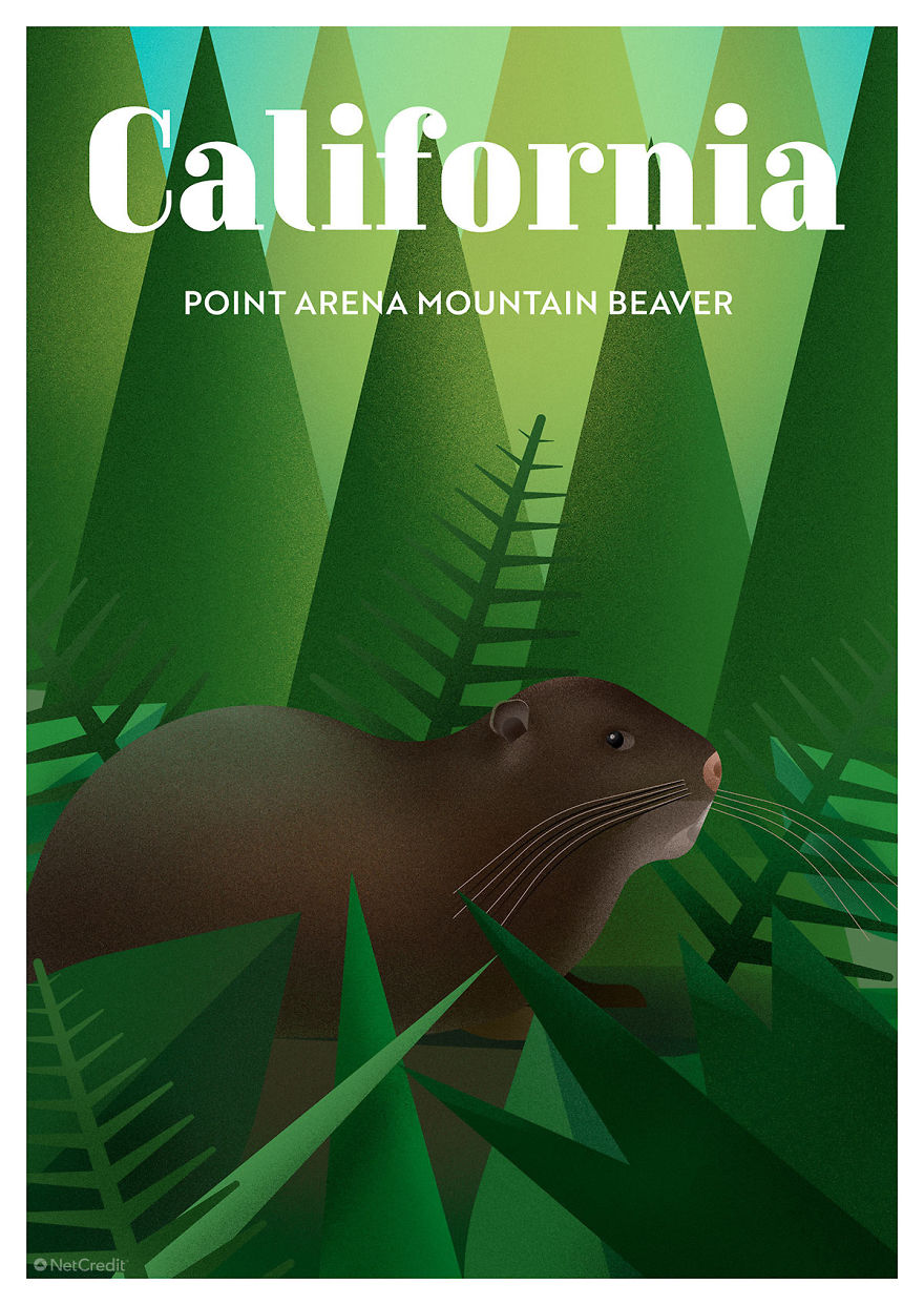 Point Arena Mountain Beaver