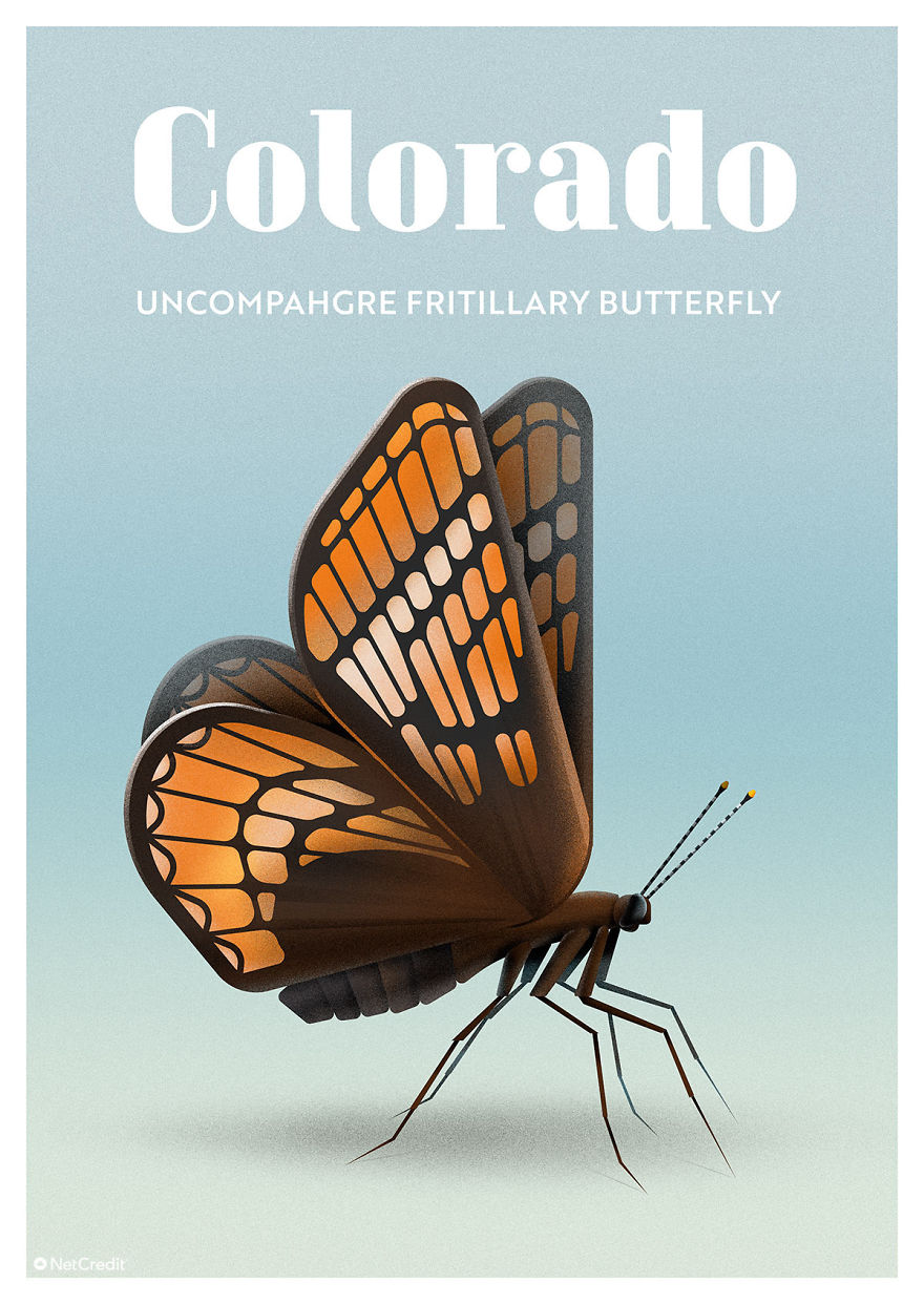 Uncompahgre Fritillary Butterfly