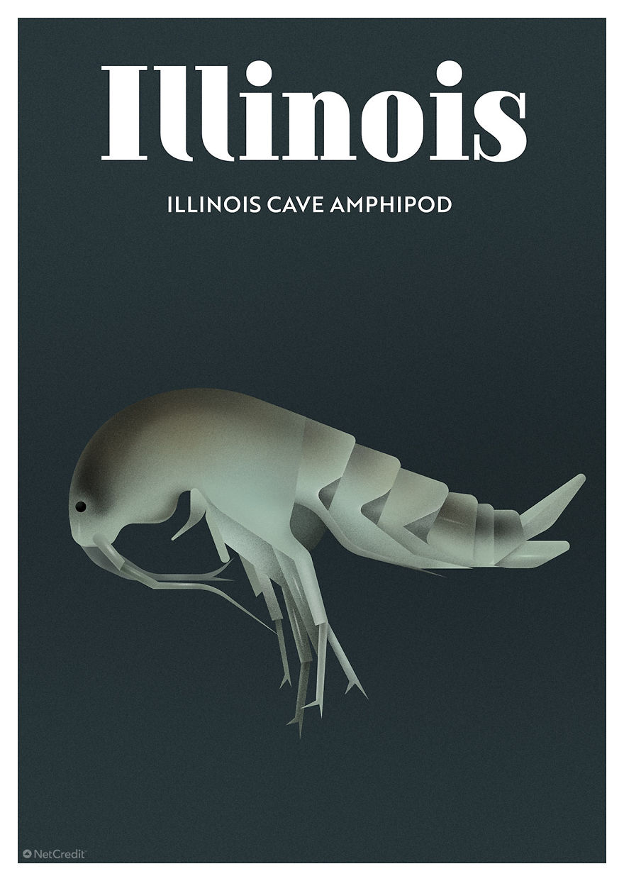 Illinois Cave Amphipod