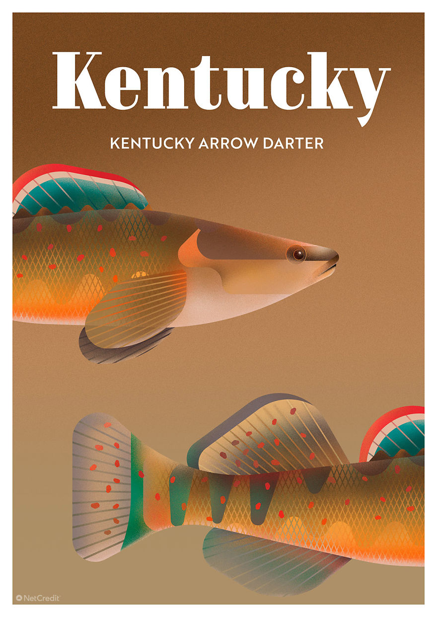 Kentucky Arrow Darter