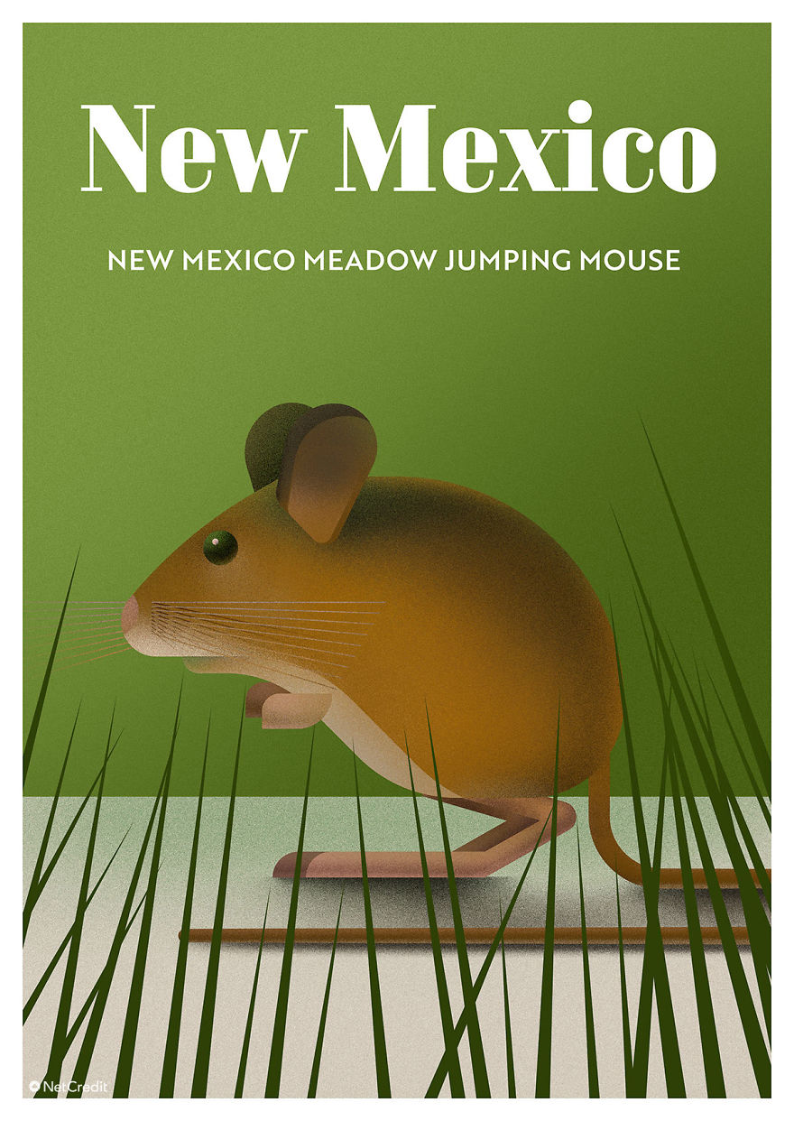 New Mexico Meadow Jumping Mouse