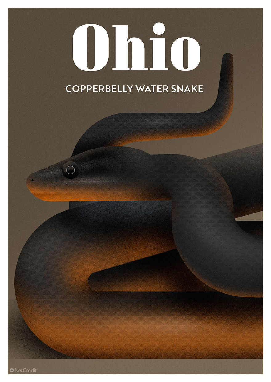 Copperbelly Water Snake