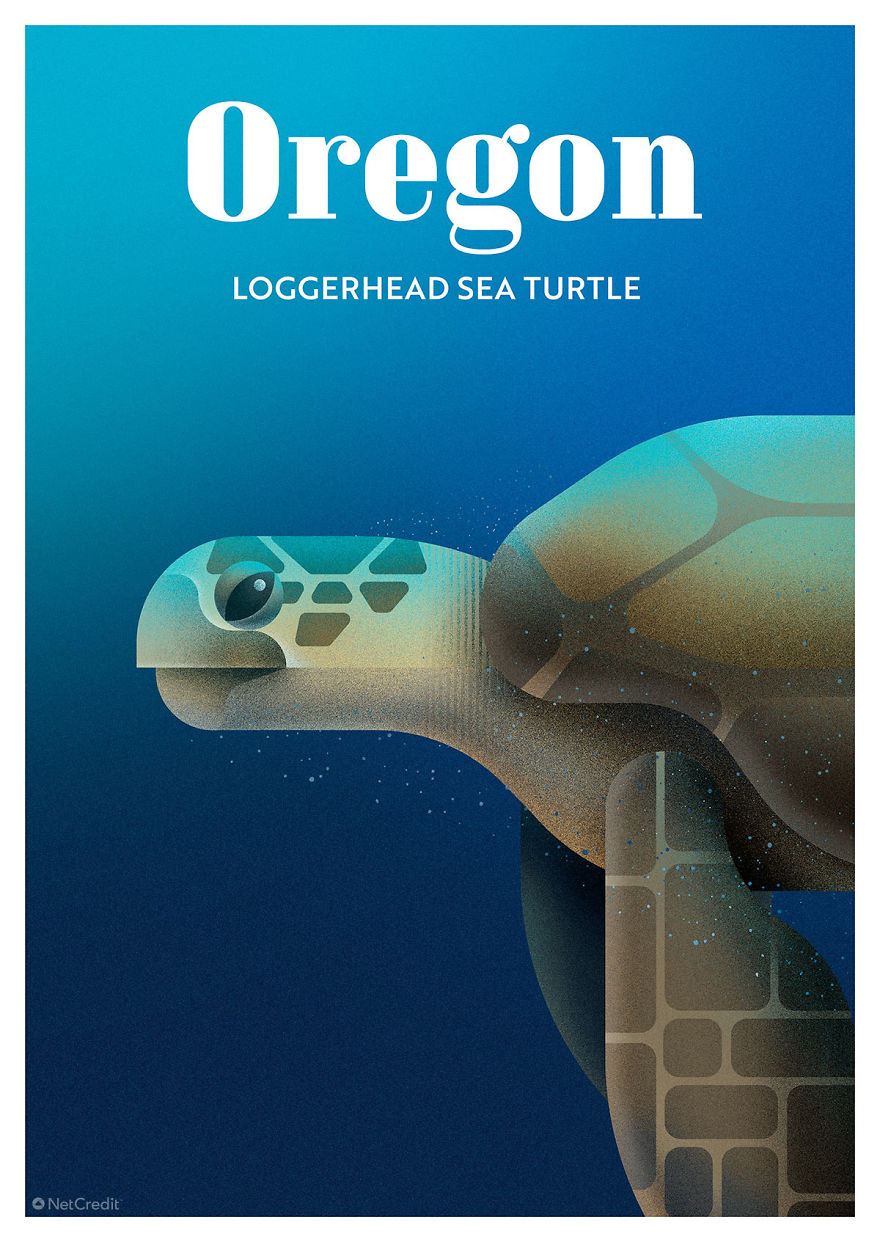 Loggerhead Sea Turtle