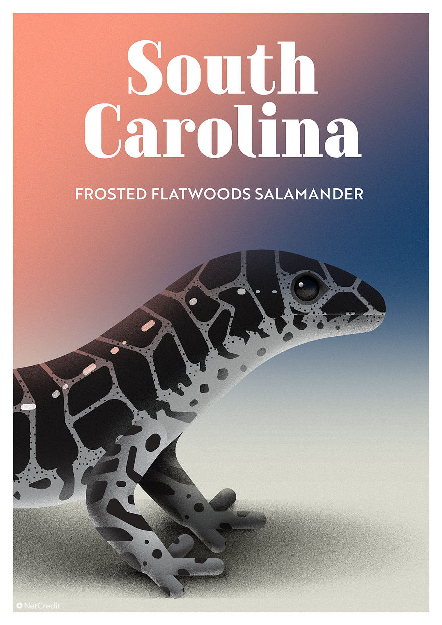 Frosted Flatwoods Salamander