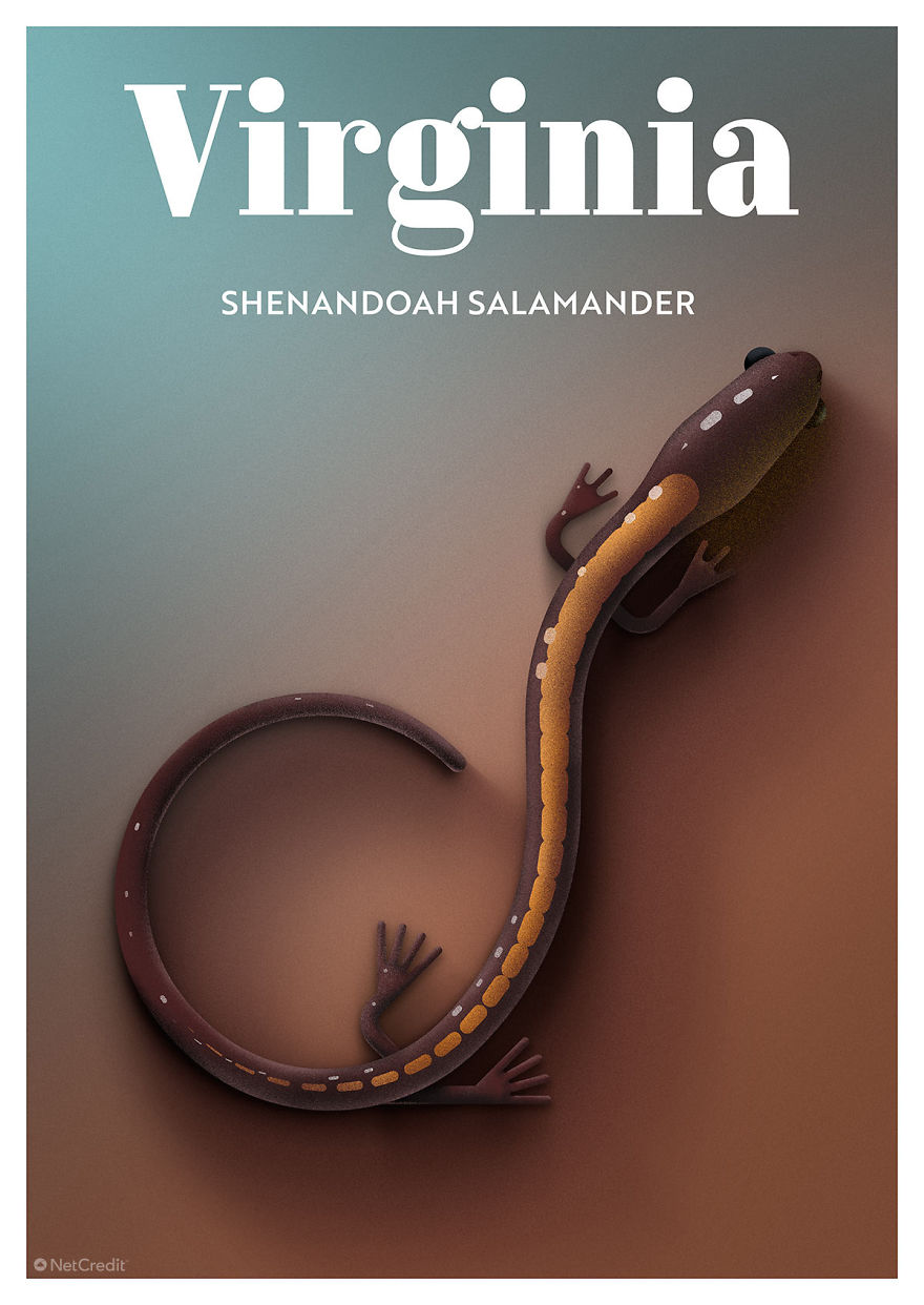 Shenandoah Salamander