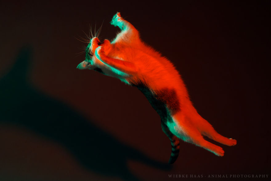 My Three Adopted Cats Love To Show Off So I Did A Studio Photoshoot Of Them My Three Adopted Cats Love To Show Off So I Did A Studio Photoshoot Of Them