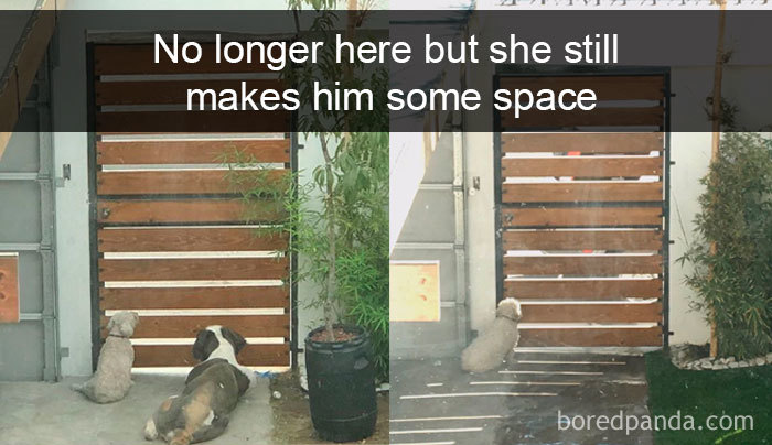 Hilarious-Dogs-Snapchats