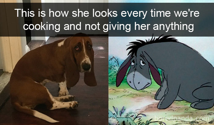 Hilarious-Dogs-Snapchats