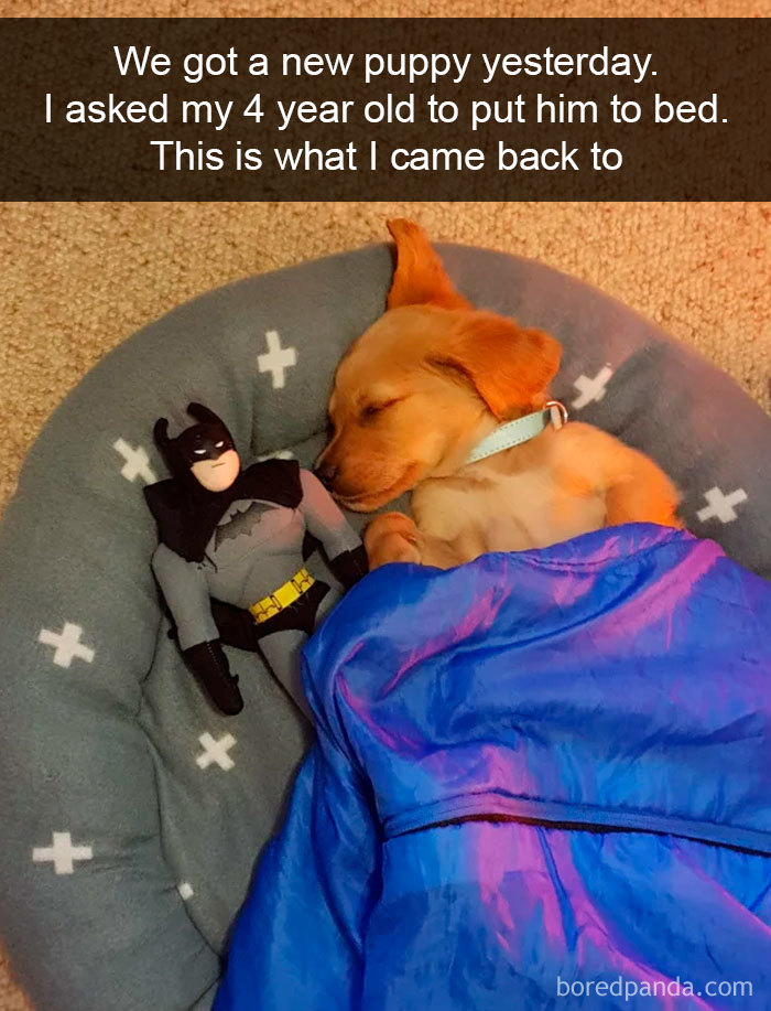 Hilarious-Dogs-Snapchats