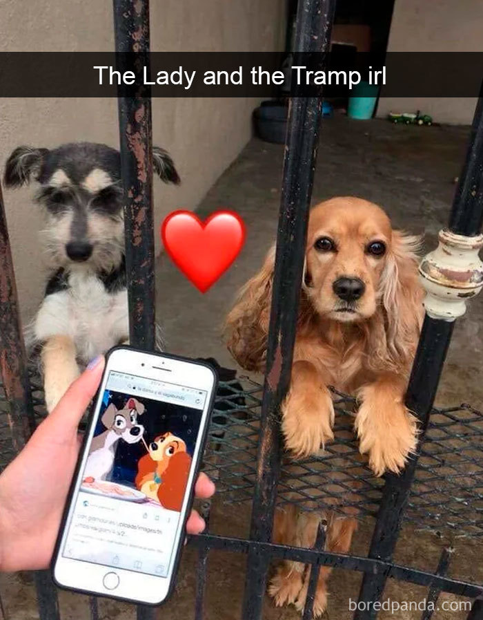 Hilarious-Dogs-Snapchats