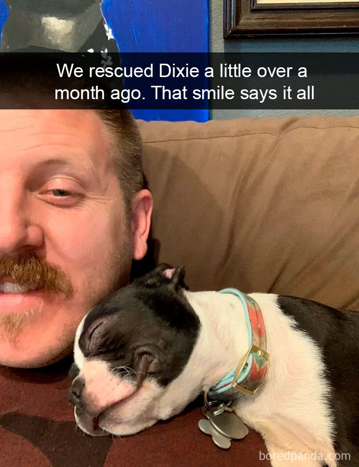 Hilarious-Dogs-Snapchats