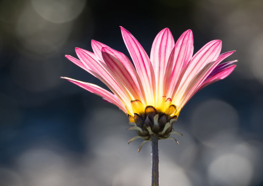 I Created A 'Photographer's Garden' In My Backyard Because My Life Was Too Busy For Travel