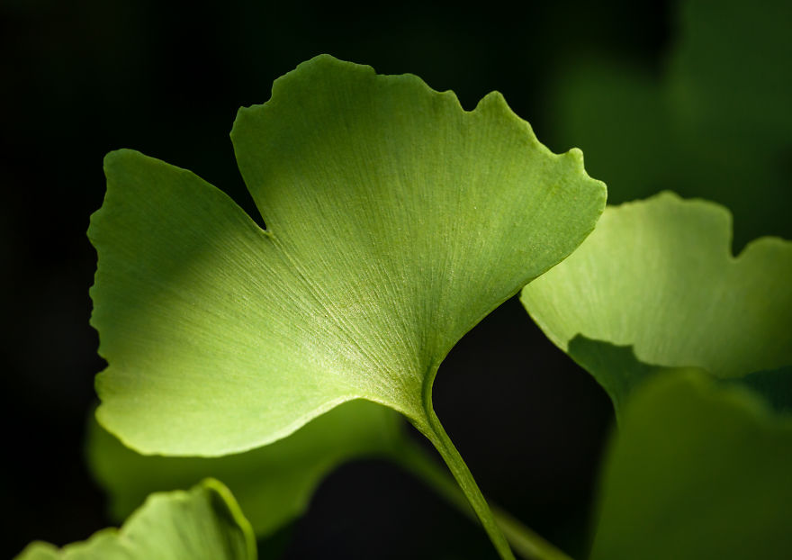 I Created A 'Photographer's Garden' In My Backyard Because My Life Was Too Busy For Travel