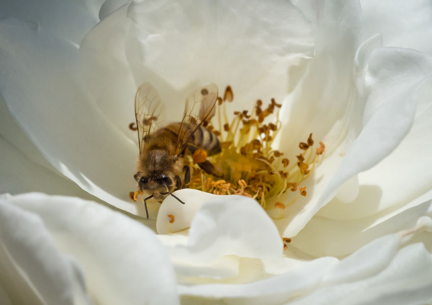 I Created A 'Photographer's Garden' In My Backyard Because My Life Was Too Busy For Travel