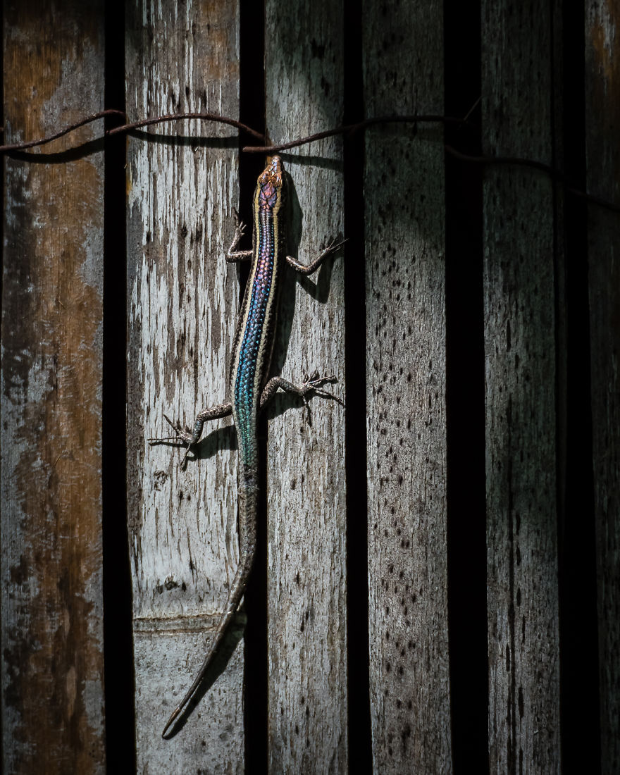 I Created A 'Photographer's Garden' In My Backyard Because My Life Was Too Busy For Travel