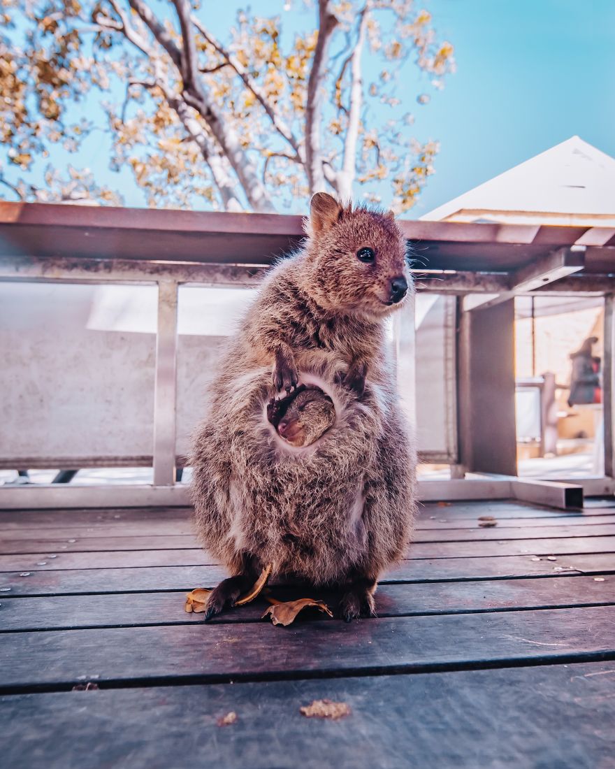 I Flew 25 Hours To Australia Just To See The Cutest Animals In The World - Quokkas