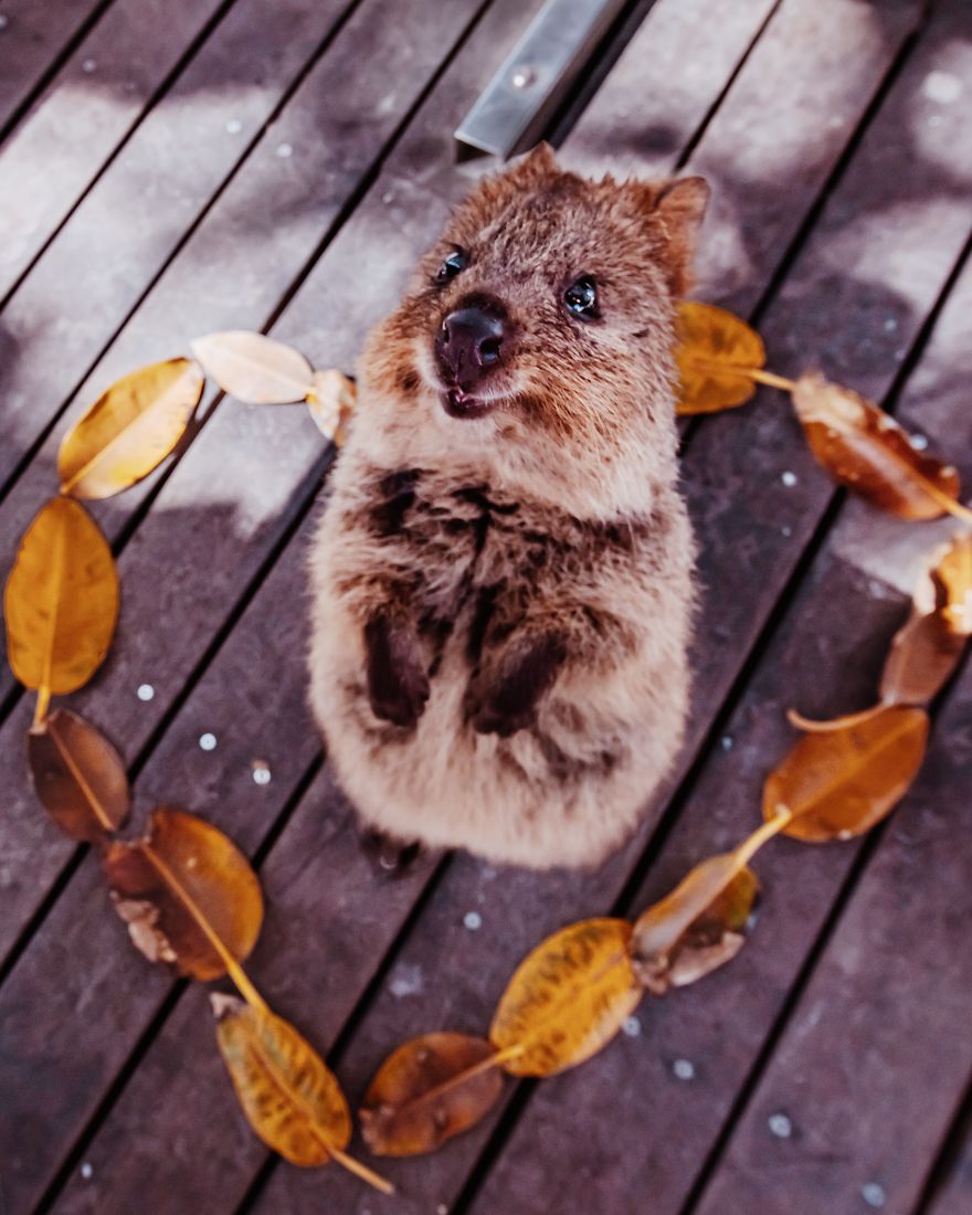 I Flew 25 Hours To Australia Just To See The Cutest Animals In The World - Quokkas