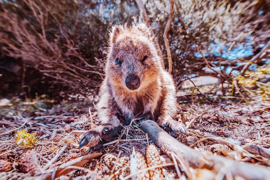 I Flew 25 Hours To Australia Just To See The Cutest Animals In The World - Quokkas