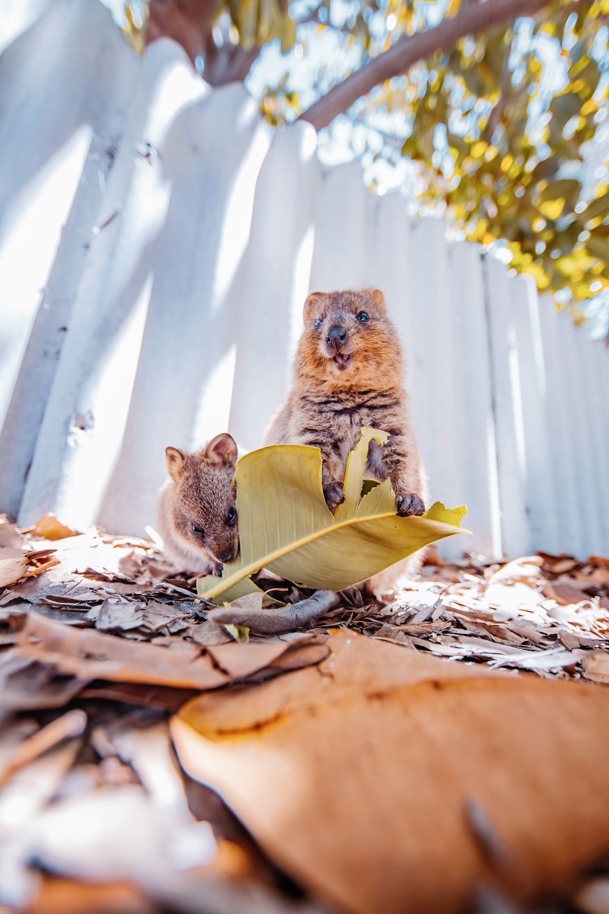 I Flew 25 Hours To Australia Just To See The Cutest Animals In The World - Quokkas