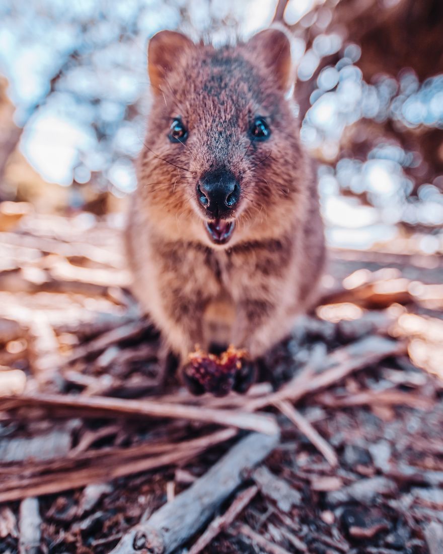 I Flew 25 Hours To Australia Just To See The Cutest Animals In The World - Quokkas