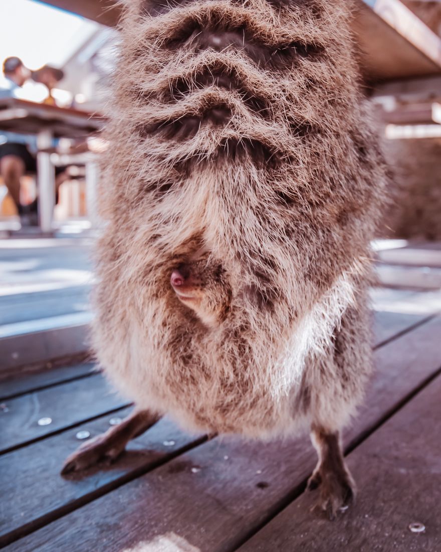 I Flew 25 Hours To Australia Just To See The Cutest Animals In The World - Quokkas